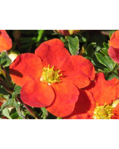Перстач чагарниковий / Лапчатка кущова Ред Айс | Potentilla fruticosa Red Ace | Лапчатка кустарниковая Ред Айс