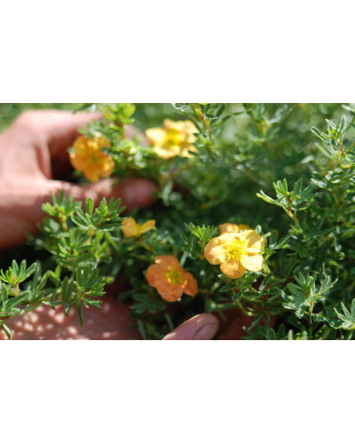 Перстач чагарниковий / Лапчатка кущова Ред Айс | Potentilla fruticosa Red Ace | Лапчатка кустарниковая Ред Айс