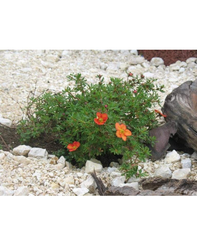 Перстач чагарниковий / Лапчатка кущова Ред Айс | Potentilla fruticosa Red Ace | Лапчатка кустарниковая Ред Айс