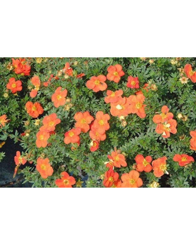 Перстач чагарниковий / Лапчатка кущова Ред Айс | Potentilla fruticosa Red Ace | Лапчатка кустарниковая Ред Айс