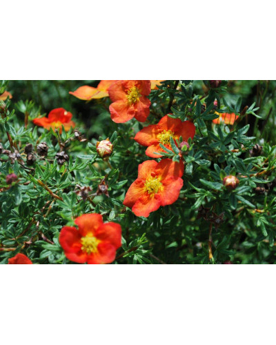Перстач чагарниковий / Лапчатка кущова Ред Айс | Potentilla fruticosa Red Ace | Лапчатка кустарниковая Ред Айс