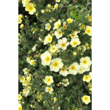 Перстач чагарниковий / Лапчатка кущова Прімроуз Б’юті | Potentilla fruticosa Primrose Beauty | Лапчатка кустарниковая Примроуз Бьюти