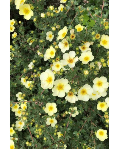 Перстач чагарниковий / Лапчатка кущова Прімроуз Б’юті | Potentilla fruticosa Primrose Beauty | Лапчатка кустарниковая Примроуз Бьюти