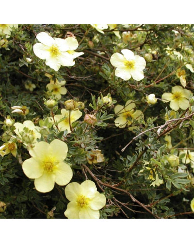 Перстач чагарниковий / Лапчатка кущова Прімроуз Б’юті | Potentilla fruticosa Primrose Beauty | Лапчатка кустарниковая Примроуз Бьюти