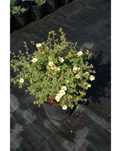 Перстач чагарниковий / Лапчатка кущова Прімроуз Б’юті | Potentilla fruticosa Primrose Beauty | Лапчатка кустарниковая Примроуз Бьюти