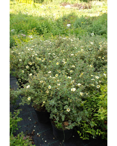 Перстач чагарниковий / Лапчатка кущова Прімроуз Б’юті | Potentilla fruticosa Primrose Beauty | Лапчатка кустарниковая Примроуз Бьюти