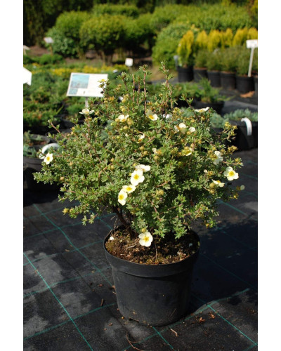 Перстач чагарниковий / Лапчатка кущова Прімроуз Б’юті | Potentilla fruticosa Primrose Beauty | Лапчатка кустарниковая Примроуз Бьюти