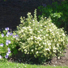 Перстач чагарниковий / Лапчатка кущова Прімроуз Б’юті | Potentilla fruticosa Primrose Beauty | Лапчатка кустарниковая Примроуз Бьюти