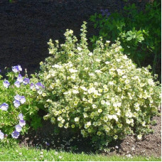 Перстач чагарниковий / Лапчатка кущова Прімроуз Б’юті | Potentilla fruticosa Primrose Beauty | Лапчатка кустарниковая Примроуз Бьюти
