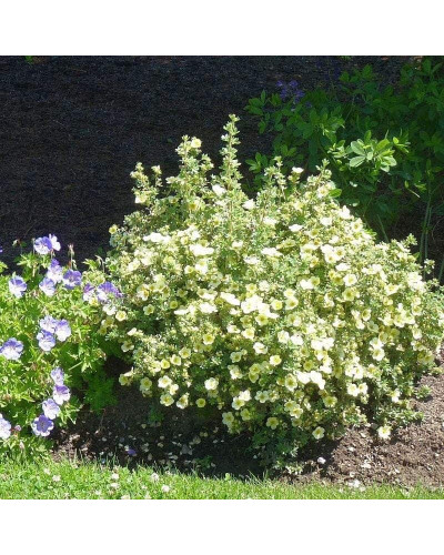 Перстач чагарниковий / Лапчатка кущова Прімроуз Б’юті | Potentilla fruticosa Primrose Beauty | Лапчатка кустарниковая Примроуз Бьюти