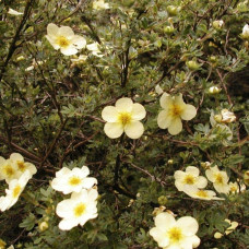 Перстач чагарниковий / Лапчатка кущова Прімроуз Б’юті | Potentilla fruticosa Primrose Beauty | Лапчатка кустарниковая Примроуз Бьюти