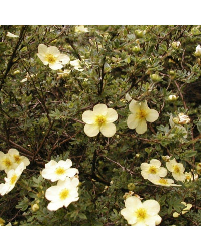 Перстач чагарниковий / Лапчатка кущова Прімроуз Б’юті | Potentilla fruticosa Primrose Beauty | Лапчатка кустарниковая Примроуз Бьюти