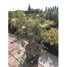 Перстач чагарниковий / Лапчатка кущова Прімроуз Б’юті | Potentilla fruticosa Primrose Beauty | Лапчатка кустарниковая Примроуз Бьюти