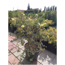 Перстач чагарниковий / Лапчатка кущова Прімроуз Б’юті | Potentilla fruticosa Primrose Beauty | Лапчатка кустарниковая Примроуз Бьюти