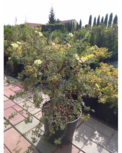 Перстач чагарниковий / Лапчатка кущова Прімроуз Б’юті | Potentilla fruticosa Primrose Beauty | Лапчатка кустарниковая Примроуз Бьюти