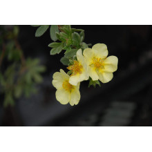 Перстач чагарниковий / Лапчатка кущова Прімроуз Б’юті | Potentilla fruticosa Primrose Beauty | Лапчатка кустарниковая Примроуз Бьюти