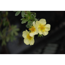 Перстач чагарниковий / Лапчатка кущова Прімроуз Б’юті | Potentilla fruticosa Primrose Beauty | Лапчатка кустарниковая Примроуз Бьюти
