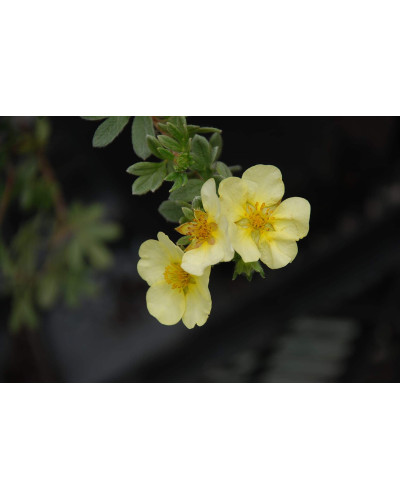 Перстач чагарниковий / Лапчатка кущова Прімроуз Б’юті | Potentilla fruticosa Primrose Beauty | Лапчатка кустарниковая Примроуз Бьюти