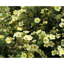 Перстач чагарниковий / Лапчатка кущова Прімроуз Б’юті | Potentilla fruticosa Primrose Beauty | Лапчатка кустарниковая Примроуз Бьюти