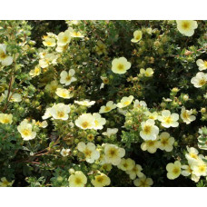 Перстач чагарниковий / Лапчатка кущова Прімроуз Б’юті | Potentilla fruticosa Primrose Beauty | Лапчатка кустарниковая Примроуз Бьюти