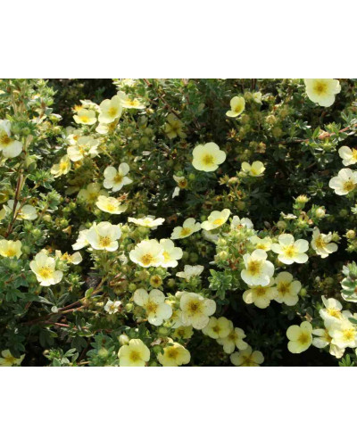 Перстач чагарниковий / Лапчатка кущова Прімроуз Б’юті | Potentilla fruticosa Primrose Beauty | Лапчатка кустарниковая Примроуз Бьюти