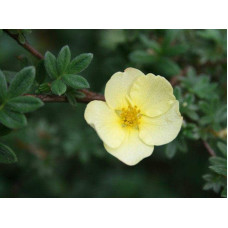 Перстач чагарниковий / Лапчатка кущова Прімроуз Б’юті | Potentilla fruticosa Primrose Beauty | Лапчатка кустарниковая Примроуз Бьюти