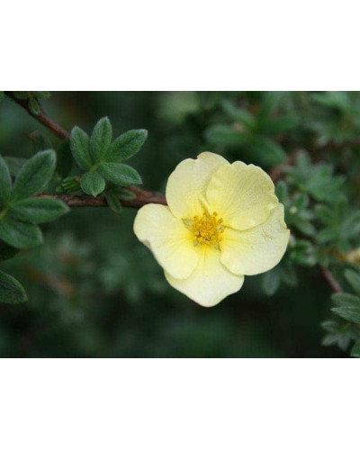 Перстач чагарниковий / Лапчатка кущова Прімроуз Б’юті | Potentilla fruticosa Primrose Beauty | Лапчатка кустарниковая Примроуз Бьюти