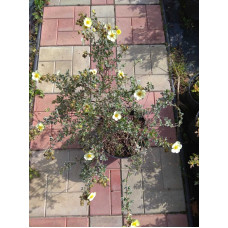 Перстач чагарниковий / Лапчатка кущова Прімроуз Б’юті | Potentilla fruticosa Primrose Beauty | Лапчатка кустарниковая Примроуз Бьюти