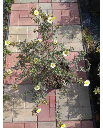 Перстач чагарниковий / Лапчатка кущова Прімроуз Б’юті | Potentilla fruticosa Primrose Beauty | Лапчатка кустарниковая Примроуз Бьюти