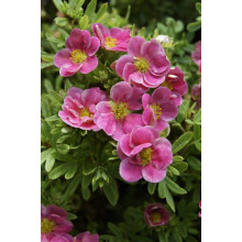 Перстач чагарниковий / Лапчатка кущова Пінк Парадайз | Potentilla fruticosa Pink Paradise | Лапчатка кустарниковая Пинк Парадайз
