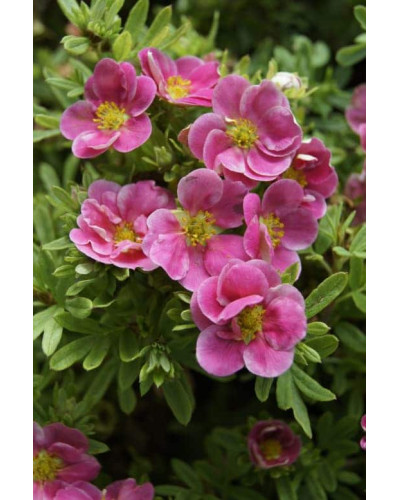 Перстач чагарниковий / Лапчатка кущова Пінк Парадайз | Potentilla fruticosa Pink Paradise | Лапчатка кустарниковая Пинк Парадайз