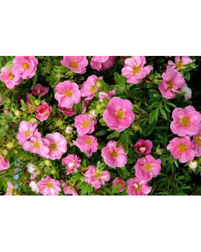 Перстач чагарниковий / Лапчатка кущова Пінк Парадайз | Potentilla fruticosa Pink Paradise | Лапчатка кустарниковая Пинк Парадайз