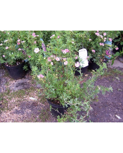 Перстач чагарниковий / Лапчатка кущова Пінк Парадайз | Potentilla fruticosa Pink Paradise | Лапчатка кустарниковая Пинк Парадайз