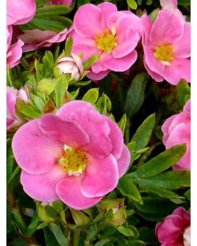 Перстач чагарниковий / Лапчатка кущова Пінк Парадайз | Potentilla fruticosa Pink Paradise | Лапчатка кустарниковая Пинк Парадайз