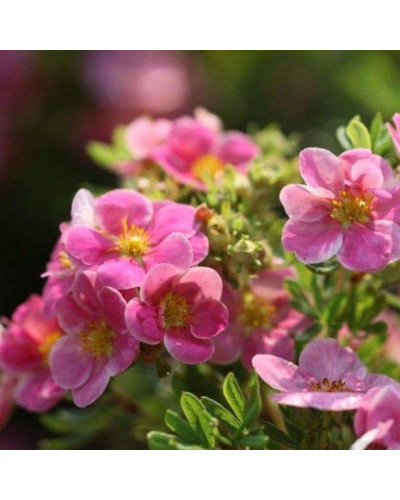 Перстач чагарниковий / Лапчатка кущова Пінк Парадайз | Potentilla fruticosa Pink Paradise | Лапчатка кустарниковая Пинк Парадайз