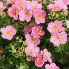Перстач чагарниковий / Лапчатка кущова Пінк Парадайз | Potentilla fruticosa Pink Paradise | Лапчатка кустарниковая Пинк Парадайз