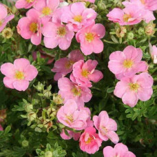 Перстач чагарниковий / Лапчатка кущова Пінк Парадайз | Potentilla fruticosa Pink Paradise | Лапчатка кустарниковая Пинк Парадайз