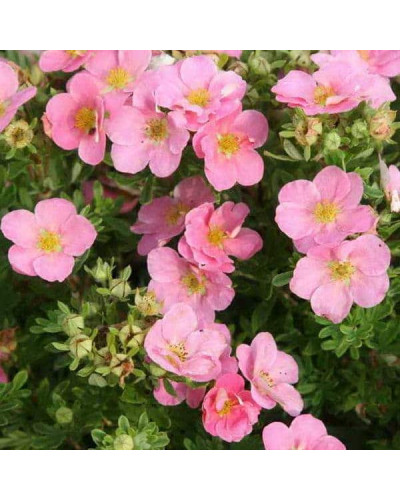 Перстач чагарниковий / Лапчатка кущова Пінк Парадайз | Potentilla fruticosa Pink Paradise | Лапчатка кустарниковая Пинк Парадайз