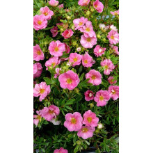 Перстач чагарниковий / Лапчатка кущова Пінк Парадайз | Potentilla fruticosa Pink Paradise | Лапчатка кустарниковая Пинк Парадайз