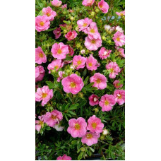 Перстач чагарниковий / Лапчатка кущова Пінк Парадайз | Potentilla fruticosa Pink Paradise | Лапчатка кустарниковая Пинк Парадайз