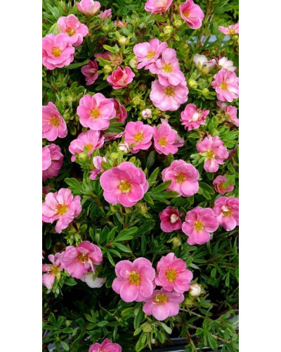 Перстач чагарниковий / Лапчатка кущова Пінк Парадайз | Potentilla fruticosa Pink Paradise | Лапчатка кустарниковая Пинк Парадайз