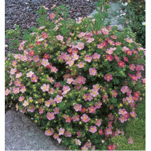 Перстач чагарниковий / Лапчатка кущова Пінк Парадайз | Potentilla fruticosa Pink Paradise | Лапчатка кустарниковая Пинк Парадайз