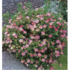 Перстач чагарниковий / Лапчатка кущова Пінк Парадайз | Potentilla fruticosa Pink Paradise | Лапчатка кустарниковая Пинк Парадайз