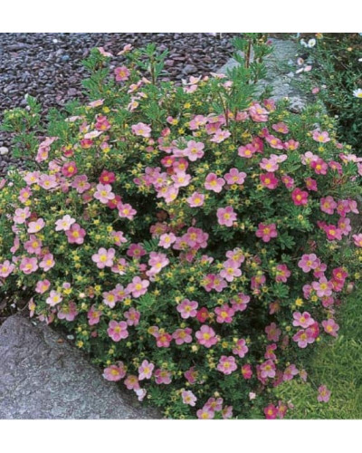 Перстач чагарниковий / Лапчатка кущова Пінк Парадайз | Potentilla fruticosa Pink Paradise | Лапчатка кустарниковая Пинк Парадайз