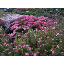 Перстач чагарниковий / Лапчатка кущова Пінк Парадайз | Potentilla fruticosa Pink Paradise | Лапчатка кустарниковая Пинк Парадайз