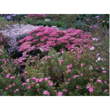 Перстач чагарниковий / Лапчатка кущова Пінк Парадайз | Potentilla fruticosa Pink Paradise | Лапчатка кустарниковая Пинк Парадайз