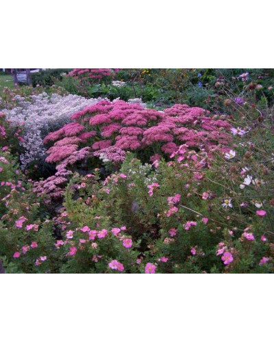 Перстач чагарниковий / Лапчатка кущова Пінк Парадайз | Potentilla fruticosa Pink Paradise | Лапчатка кустарниковая Пинк Парадайз