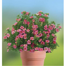 Перстач чагарниковий / Лапчатка кущова Пінк Парадайз | Potentilla fruticosa Pink Paradise | Лапчатка кустарниковая Пинк Парадайз