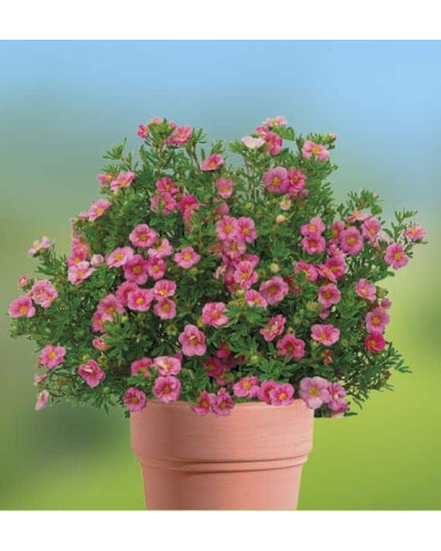 Перстач чагарниковий / Лапчатка кущова Пінк Парадайз | Potentilla fruticosa Pink Paradise | Лапчатка кустарниковая Пинк Парадайз