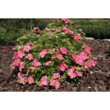 Перстач чагарниковий / Лапчатка кущова Пінк Парадайз | Potentilla fruticosa Pink Paradise | Лапчатка кустарниковая Пинк Парадайз